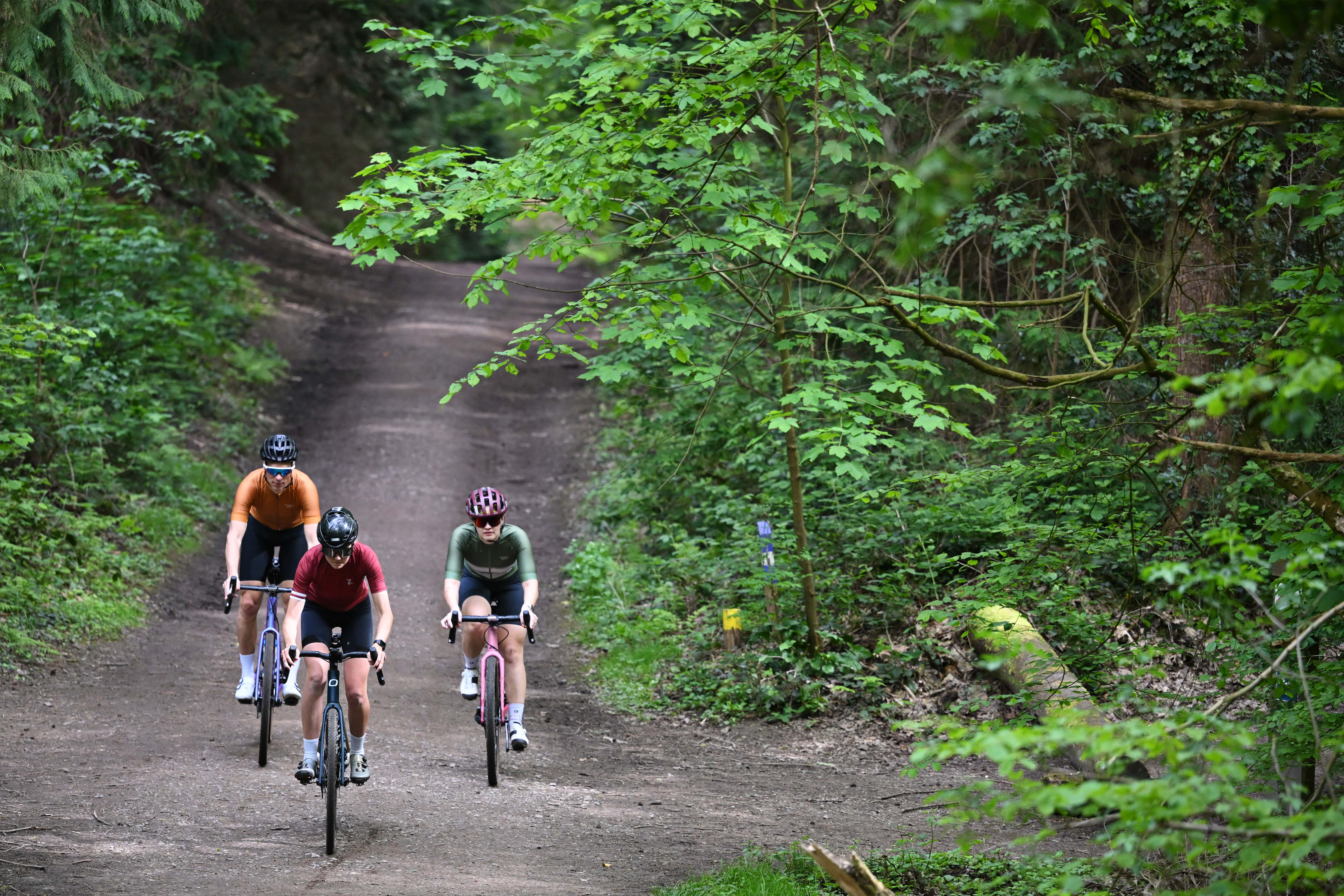 Gravel cycling in Hallerbos