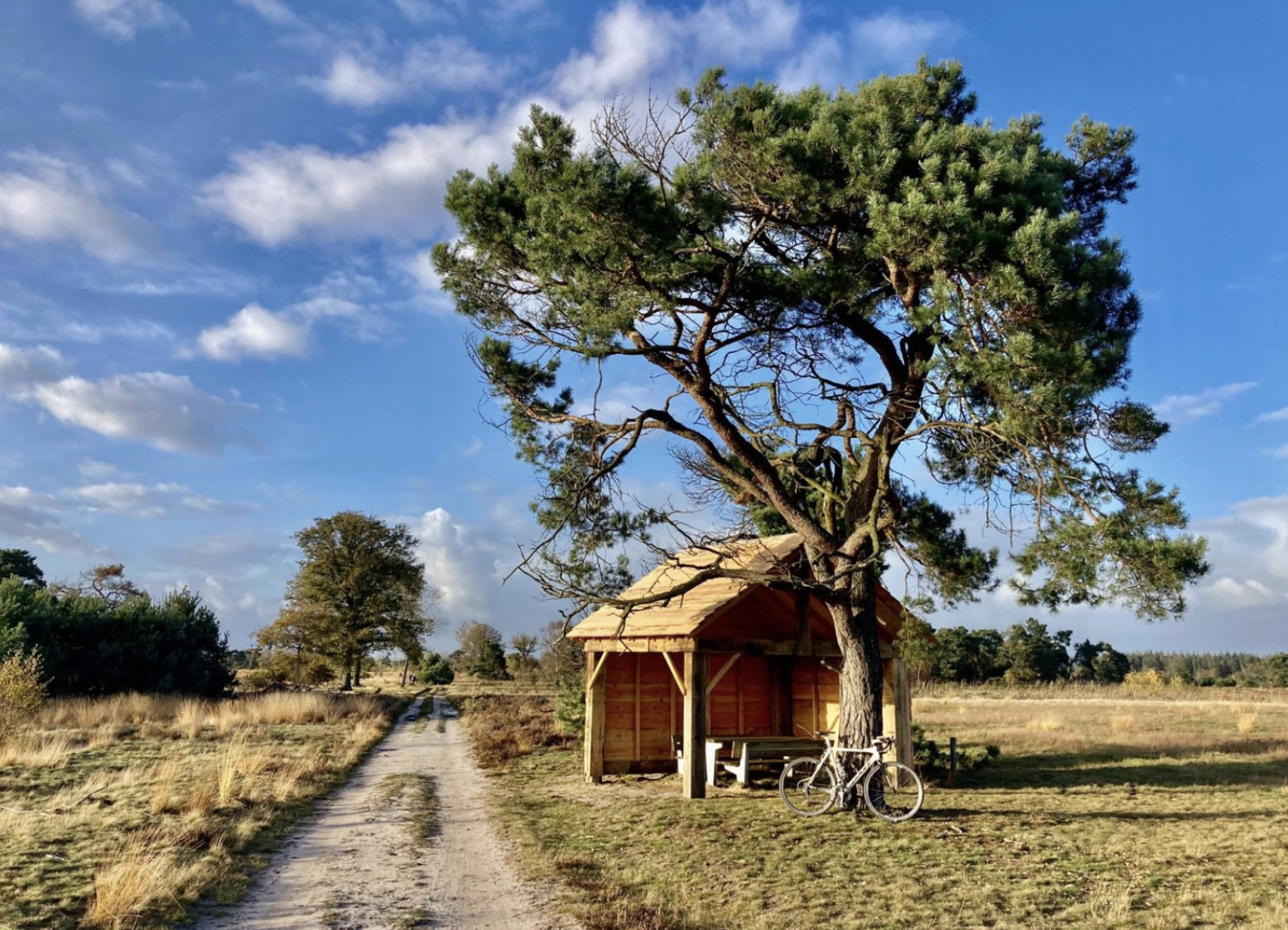 Heath landscape